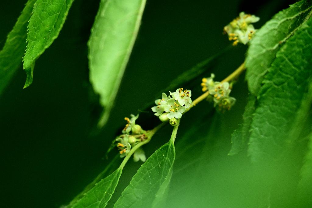 2025-06279225 Broad Meadow Brook, MA.JPG - Winterberry Holly (Ilex verticillata). Broad Meadow Brook Wildlife Sanctuary, MA, 6-27-2025